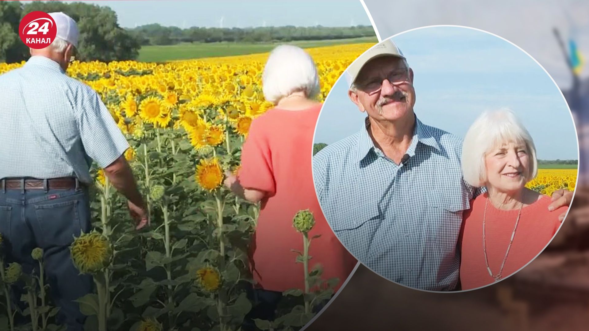 Американец посадил для жены поле подсолнухов Американец посадил для жены поле подсолнухов