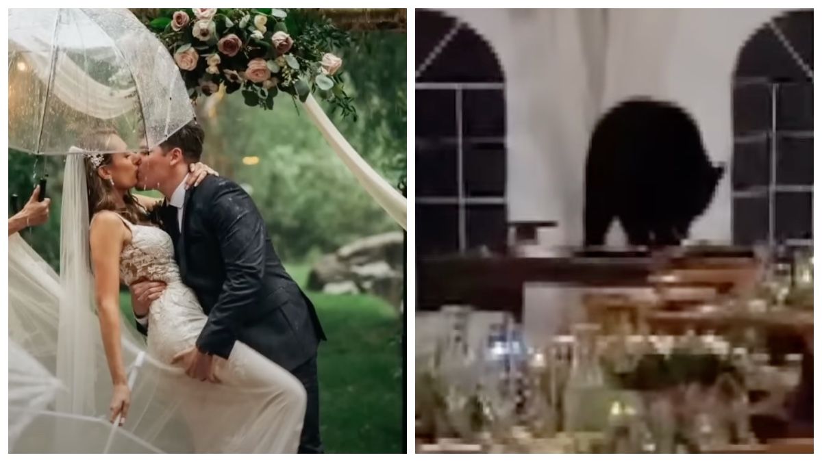 Ведмідь прийшов на весілля до американців і з'їв усе солодке - Розваги 24 Ведмідь прийшов на весілля до американців і з'їв усе солодке - Розваги 24