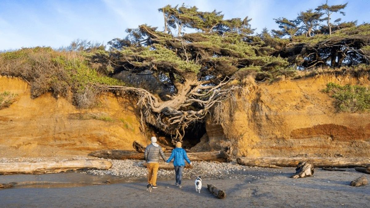 У США Древо життя може зникнути назавжди – причина У США Древо життя може зникнути назавжди – причина