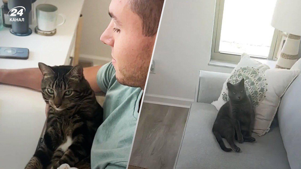 Американца называют кошачьим отцом - вирусное видео из тиктока