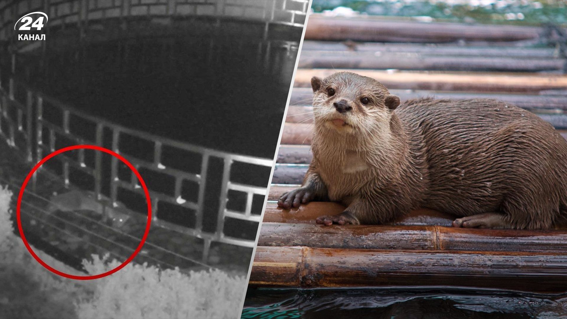 У Британії видра витягнула дорогих карпів з водойми готелю - відео - Розваги 24 У Британії видра витягнула дорогих карпів з водойми готелю - відео - Розваги 24