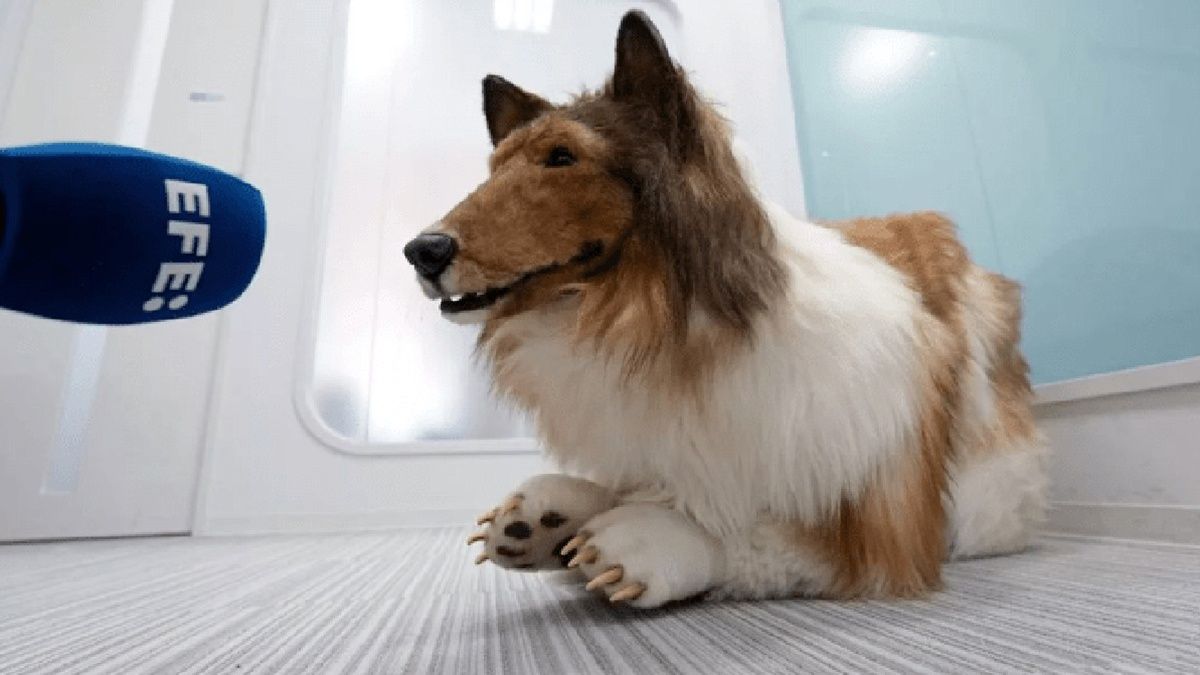 Японець, що ходить в костюмі собаки, дав інтерв'ю журналістам Японець, що ходить в костюмі собаки, дав інтерв'ю журналістам