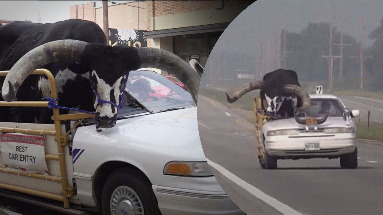 Американец вез в своей машине гигантского быка - вирусное видео - Развлечения 24 