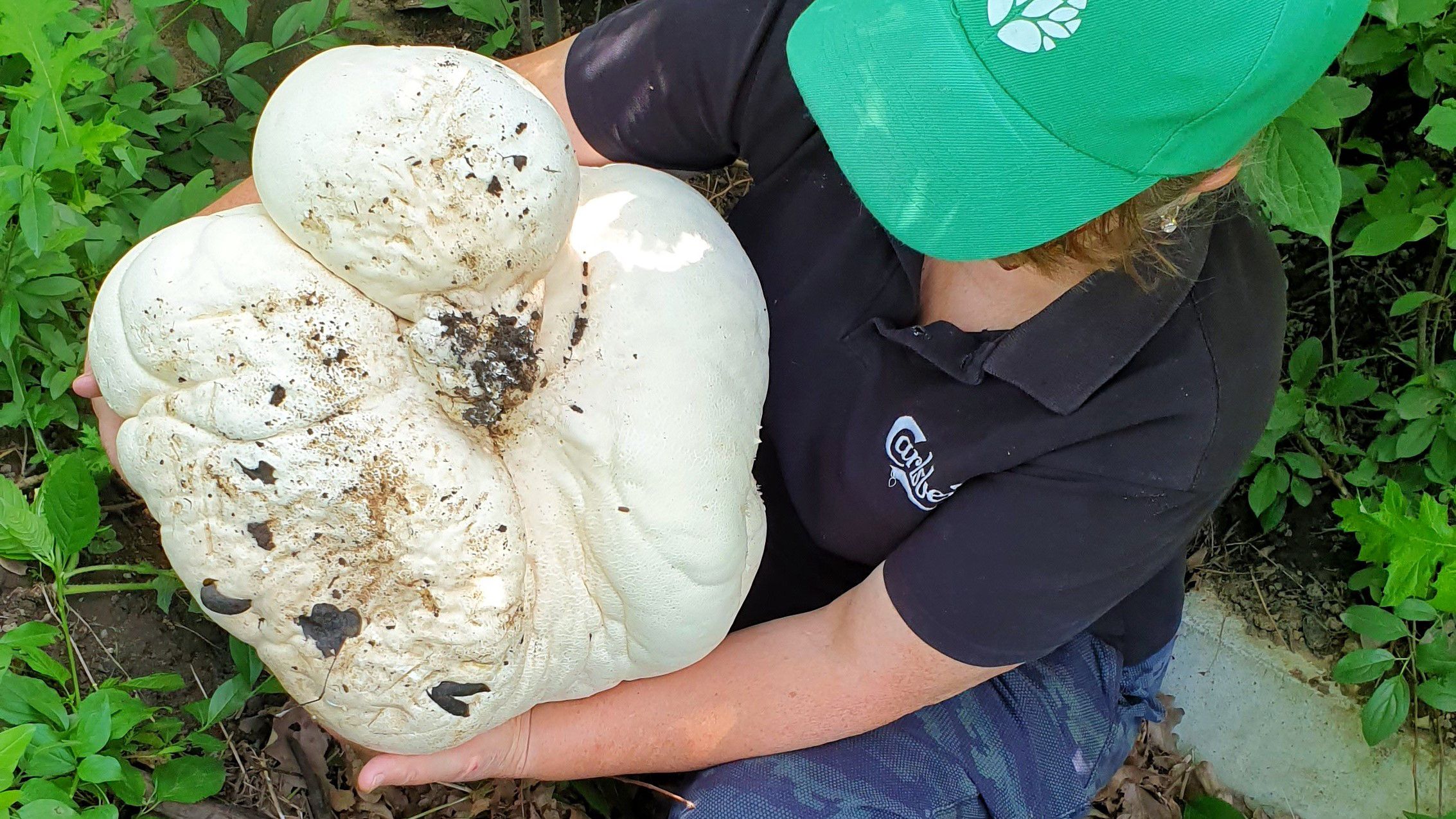 В Южной Корее нашли гигантский гриб весом 2 килограмма