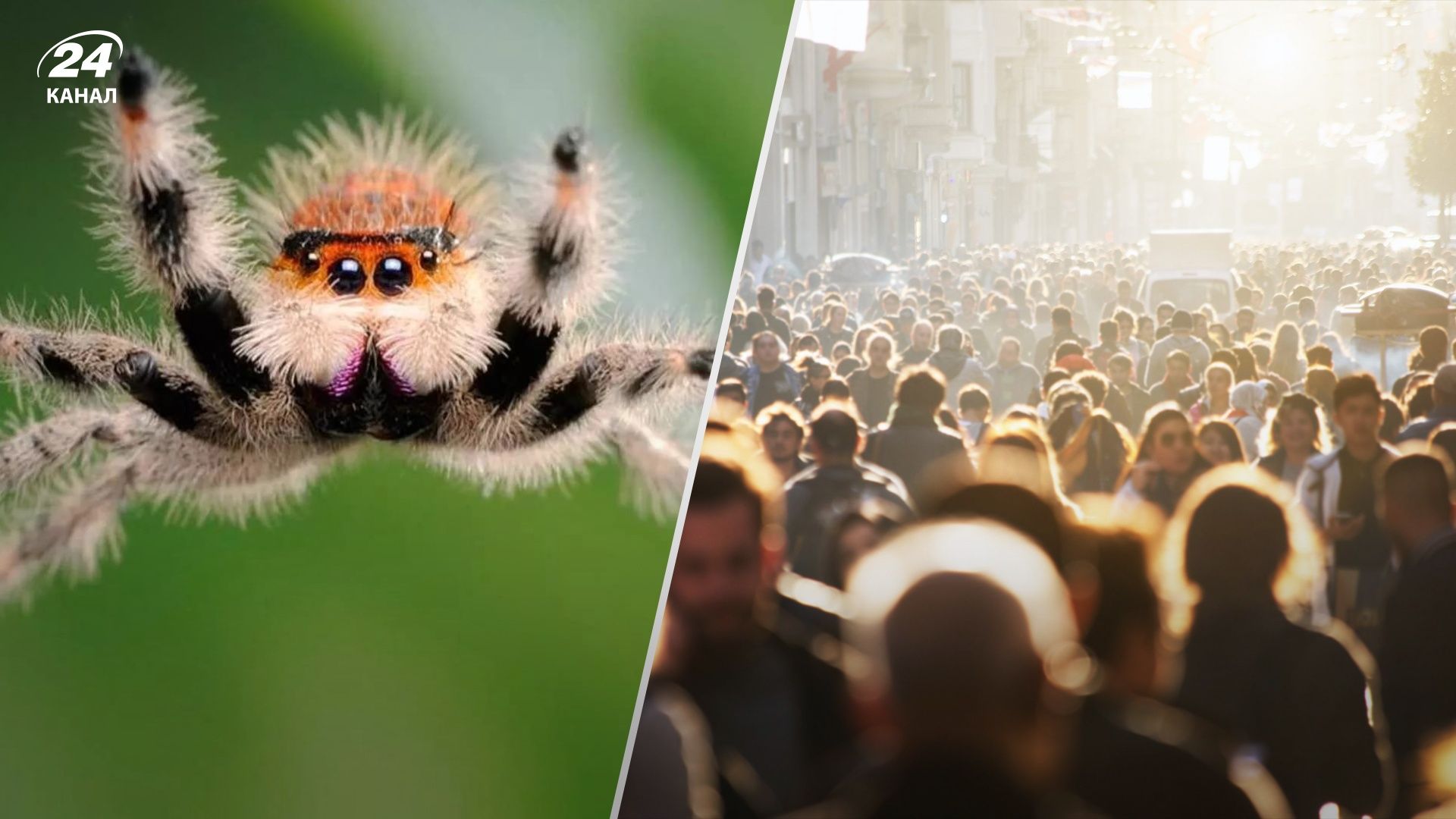 Шнобелівська премія-2023 – чим здивували переможці Шнобелівська премія-2023 – чим здивували переможці