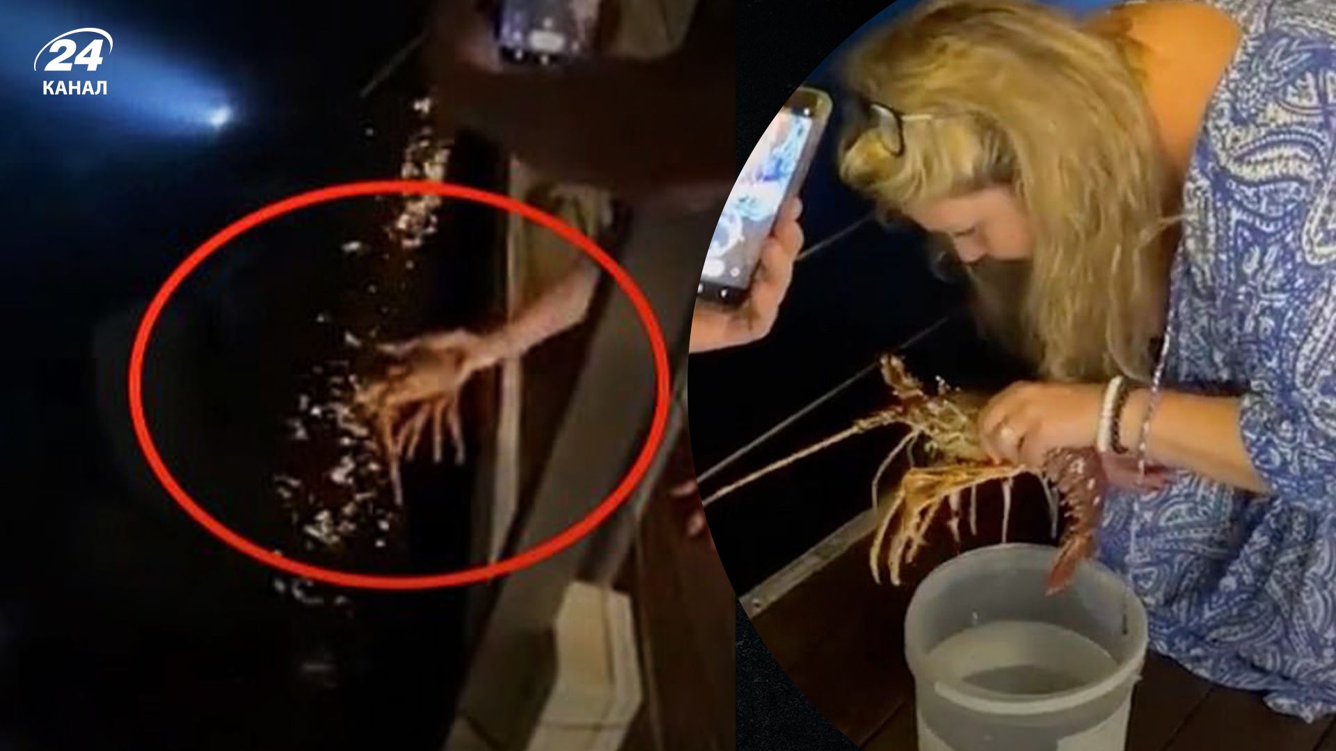 Жінка випустила у море лобстра, якого купила у елітному ресторані - Розваги 24 Жінка випустила у море лобстра, якого купила у елітному ресторані - Розваги 24