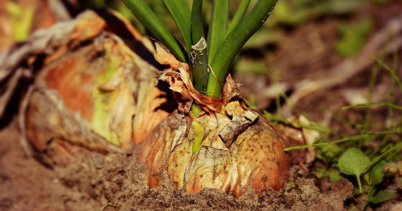 Человек вырастил большую луковицу весом 8,97 килограмма. Человек вырастил большую луковицу весом 8,97 килограмма.