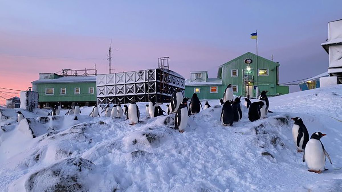 Стая пингвинов устраивает набег на станцию Академик Вернадский