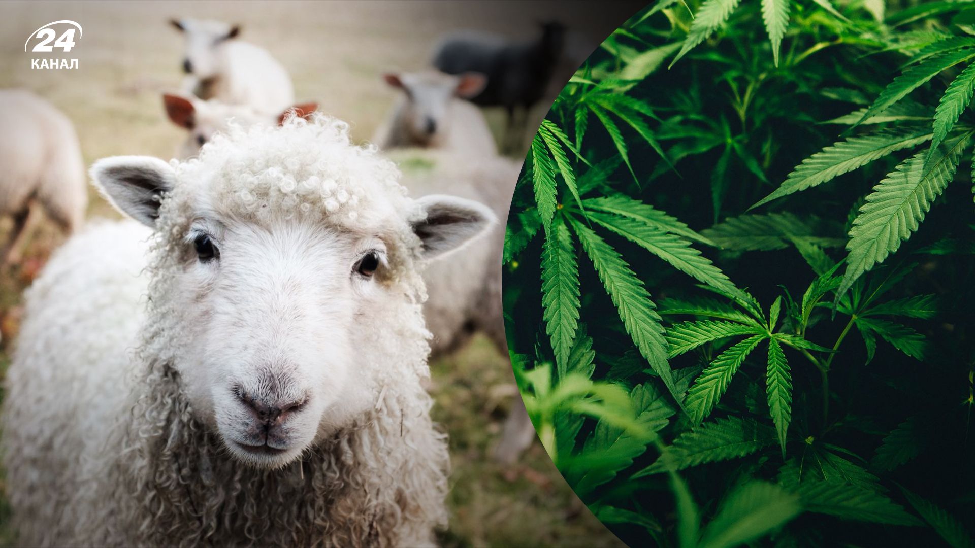 В Греции овцы съели 100 килограммов марихуаны - Развлечения 24