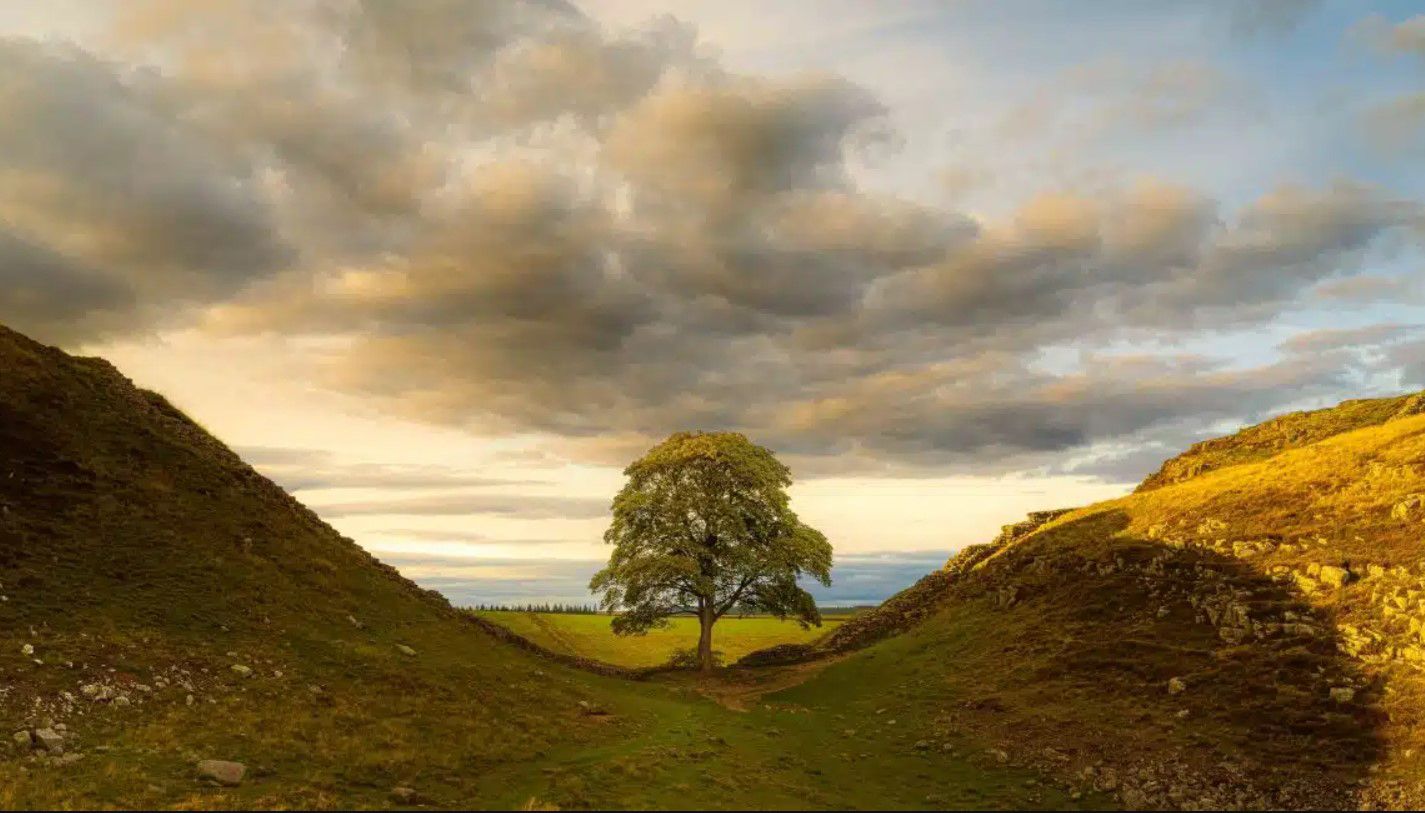 В Британии неизвестный разрушил известное дерево Sycamore Gap В Британии неизвестный разрушил известное дерево Sycamore Gap