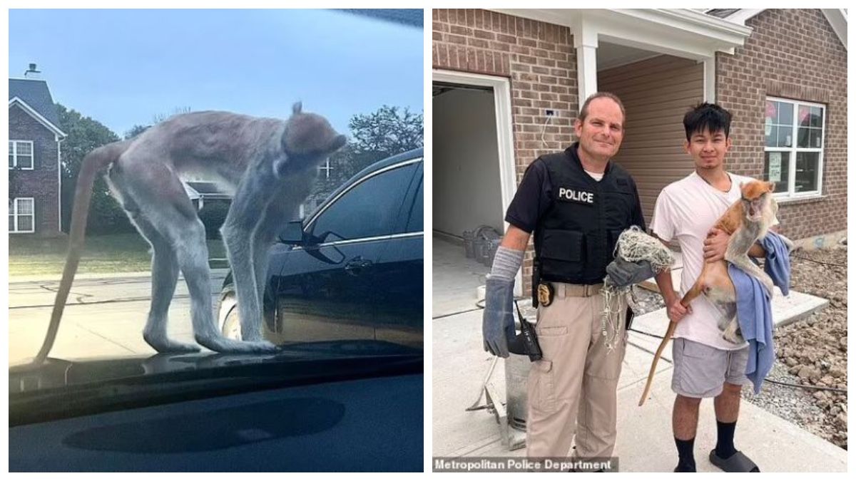 Пьяная обезьяна устроила хаос в американском городе - Развлечения 24 Пьяная обезьяна устроила хаос в американском городе - Развлечения 24