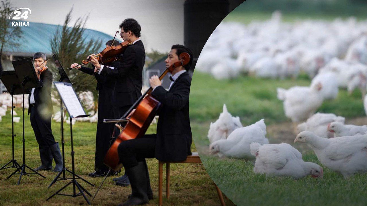 В Новой Зеландии устроили симфонический концерт для кур - видео - Развлечения 24
