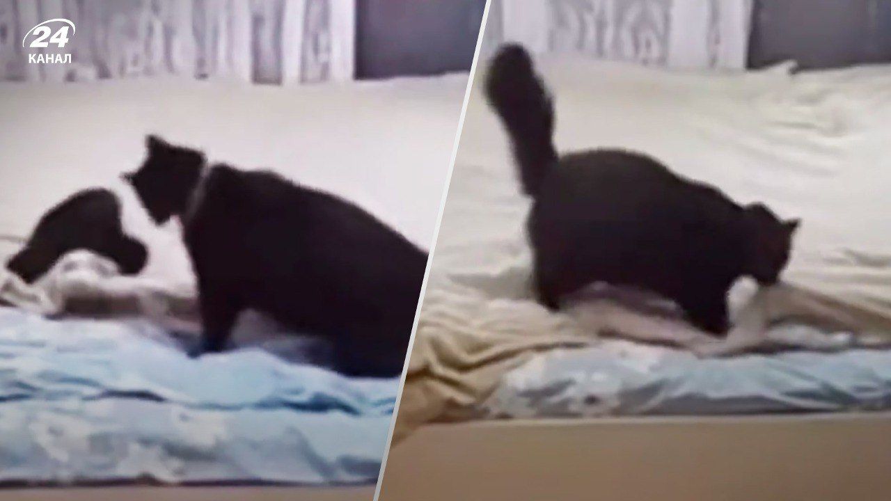 Кошка застилает кровать перед приходом хозяина - сеть облетело видео - Развлечения 24