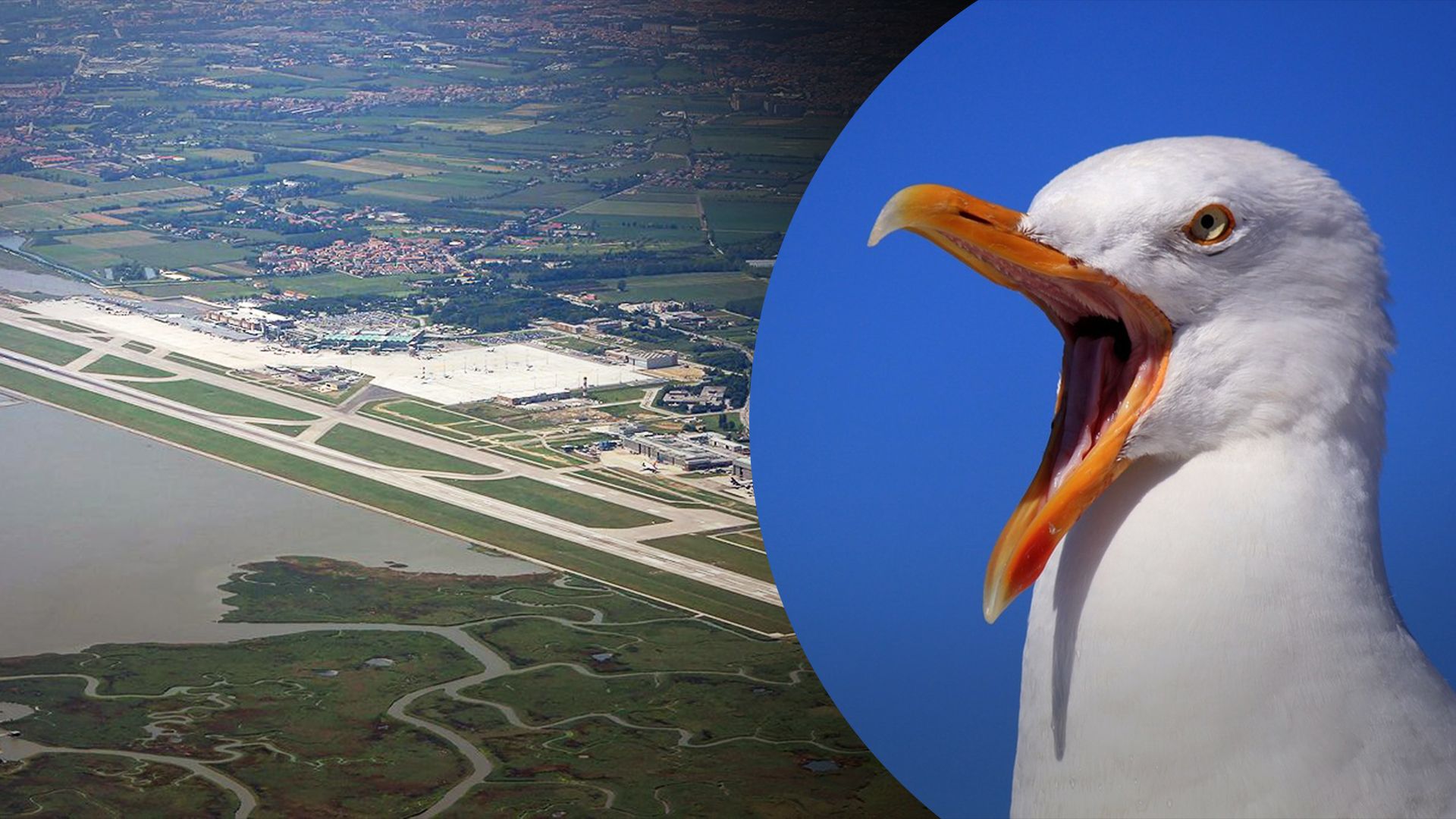 Аеропорт Венеції скасував всі вильоти через нашестя птахів