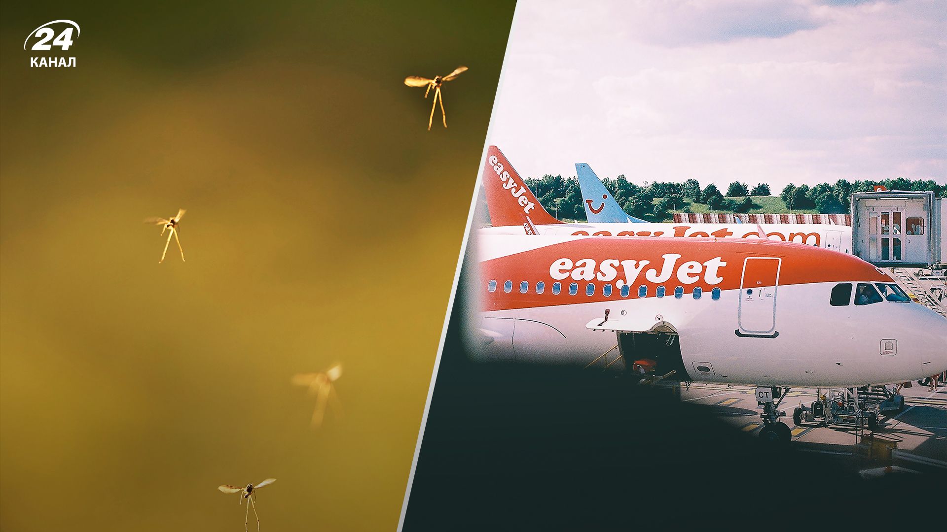 Самолет EasyJet задержали в аэропорту из-за комара – в чем причина