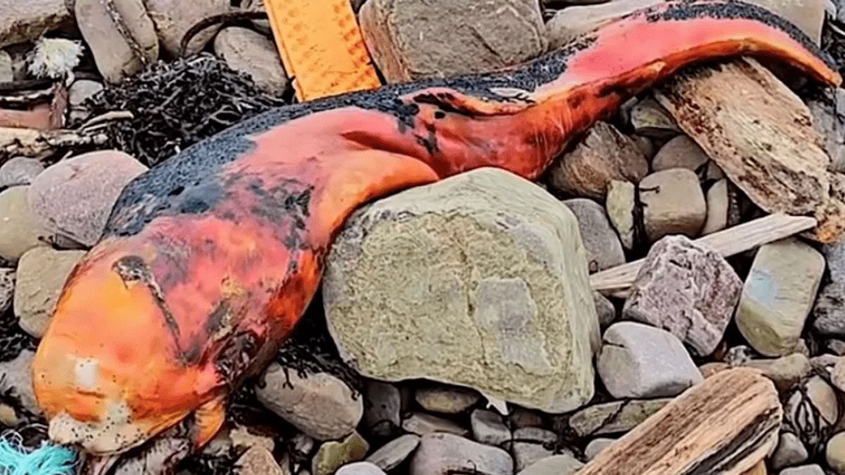 Шотландец нашел необычное существо, выброшенное на берег