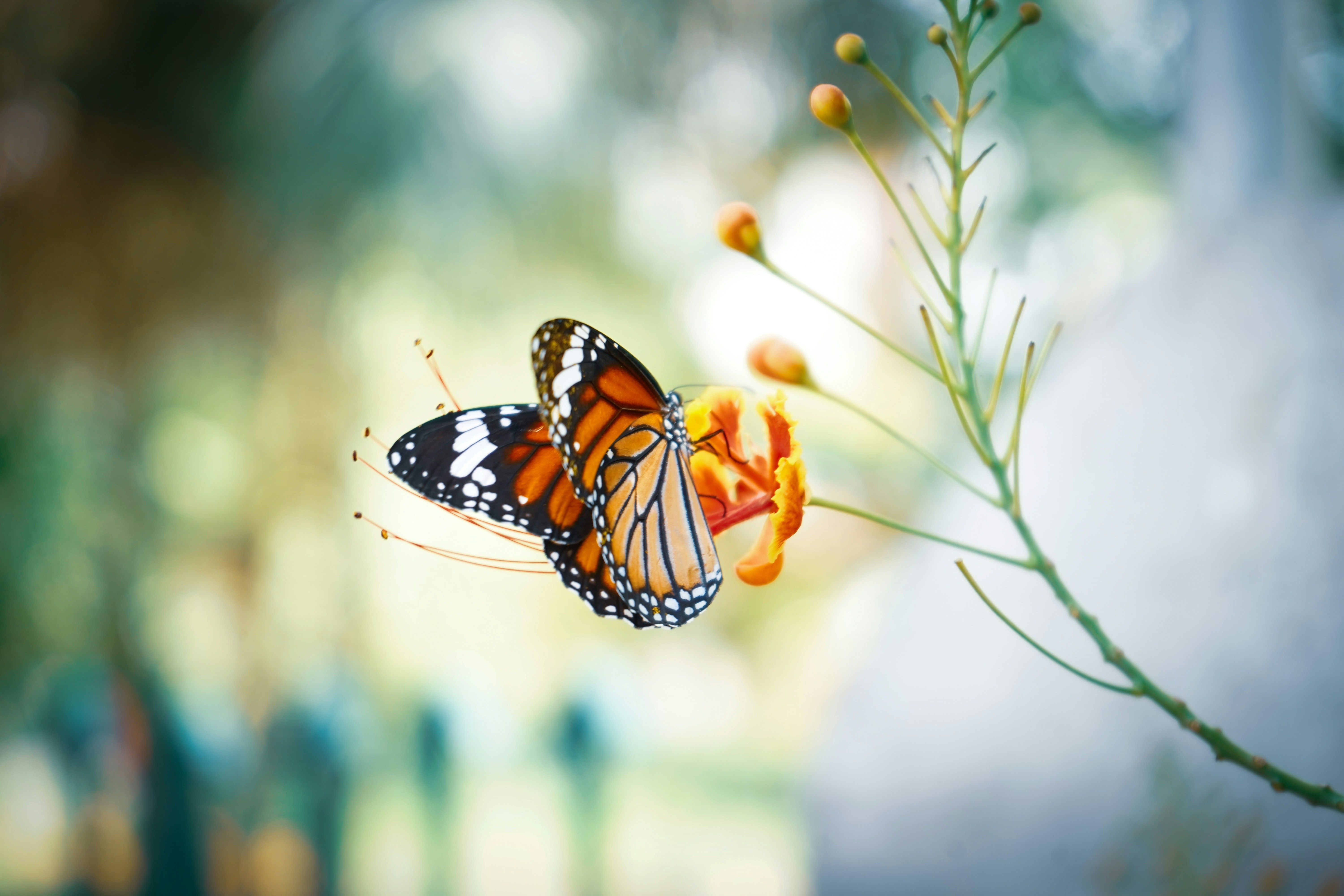 Психологический тест на изображение бабочки – определи свою фобию