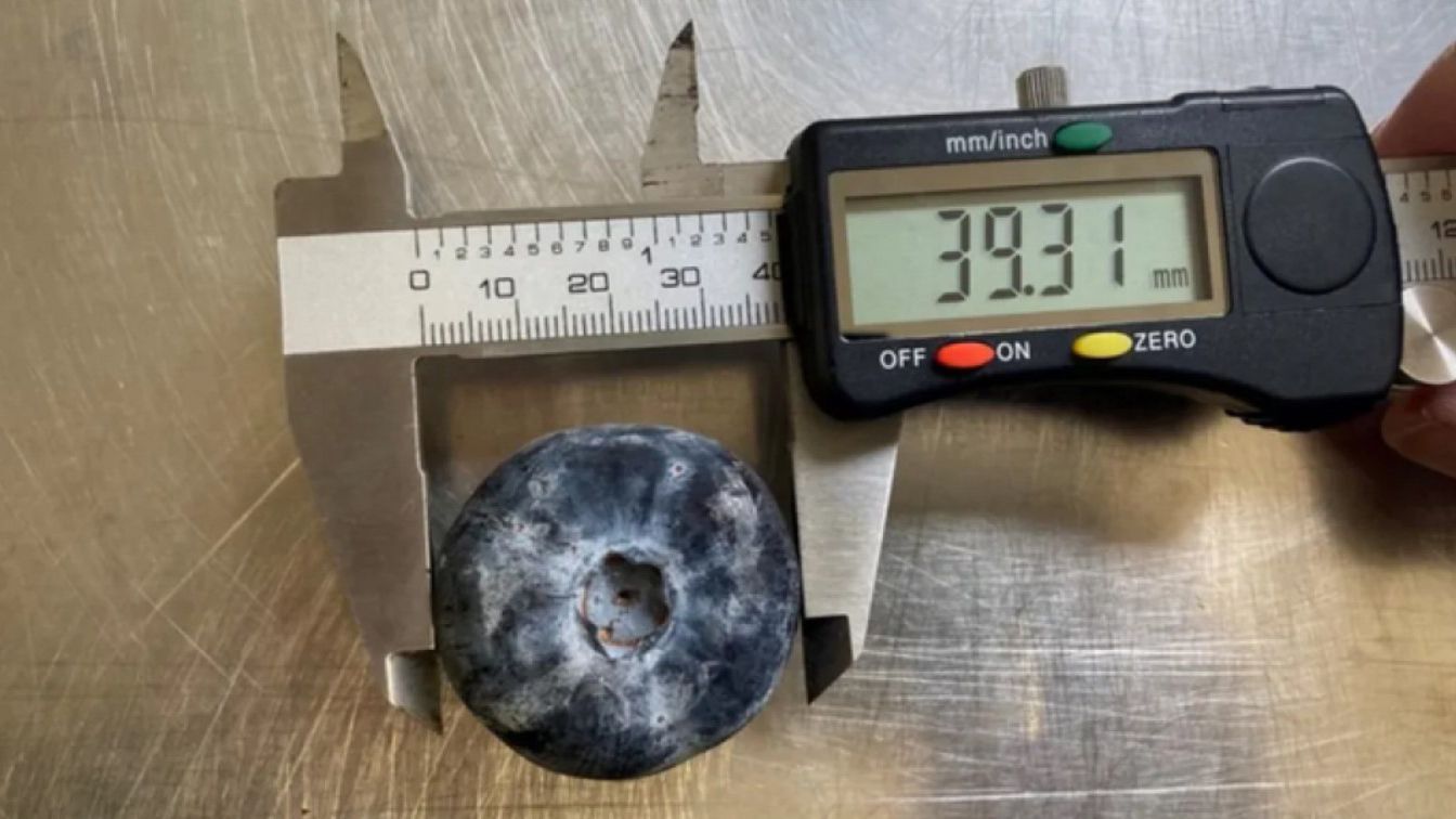 Фермер вырастил самый большой урожай голубики в истории Фермер вырастил самый большой урожай голубики в истории