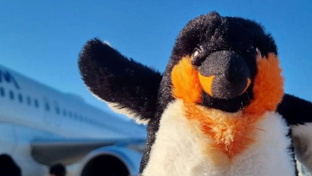 Українські полярники діляться милими фото зі своїм талісманом Українські полярники діляться милими фото зі своїм талісманом