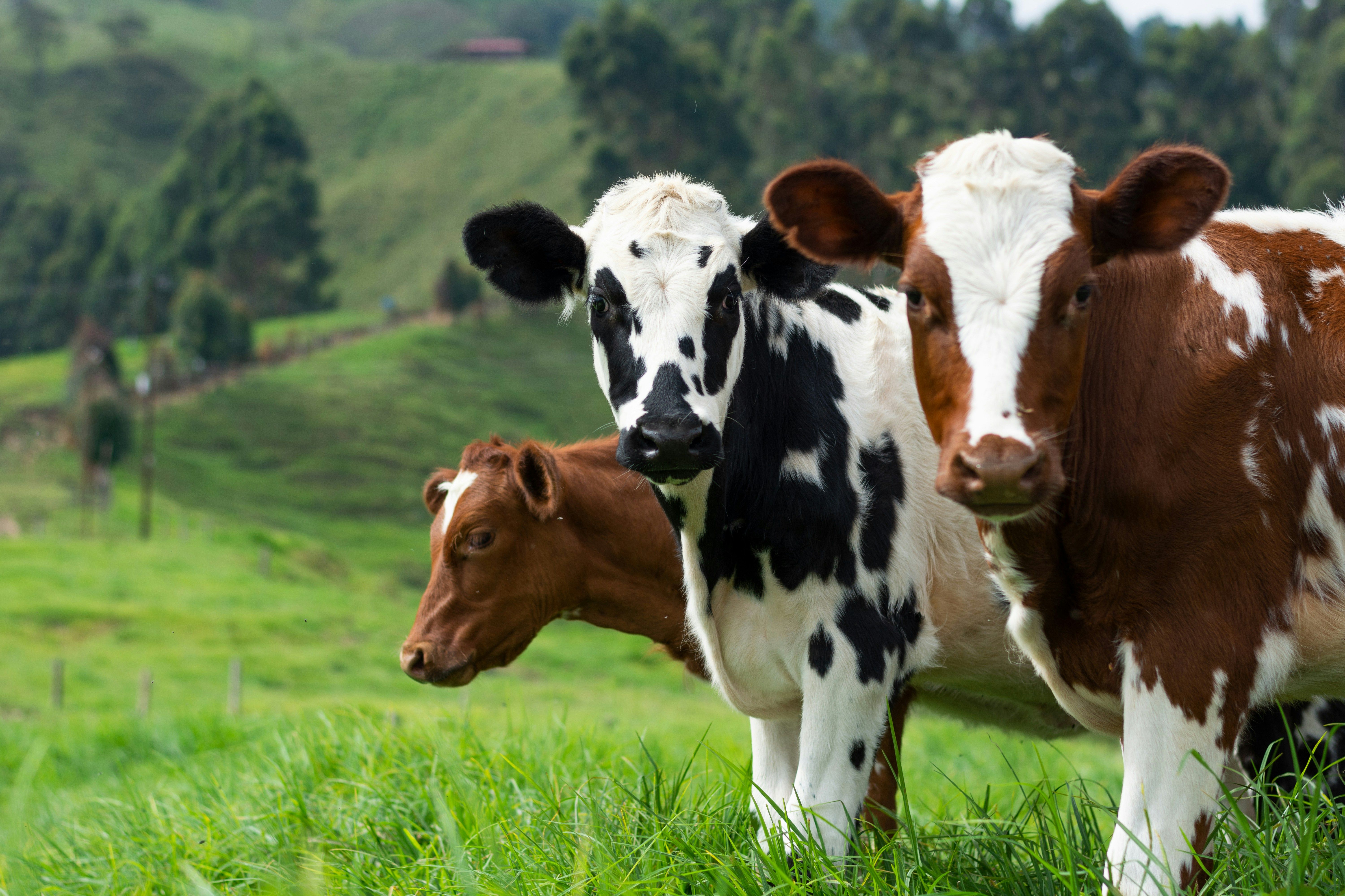 Во Франции запретили жаловаться на шум коров и запах навоза