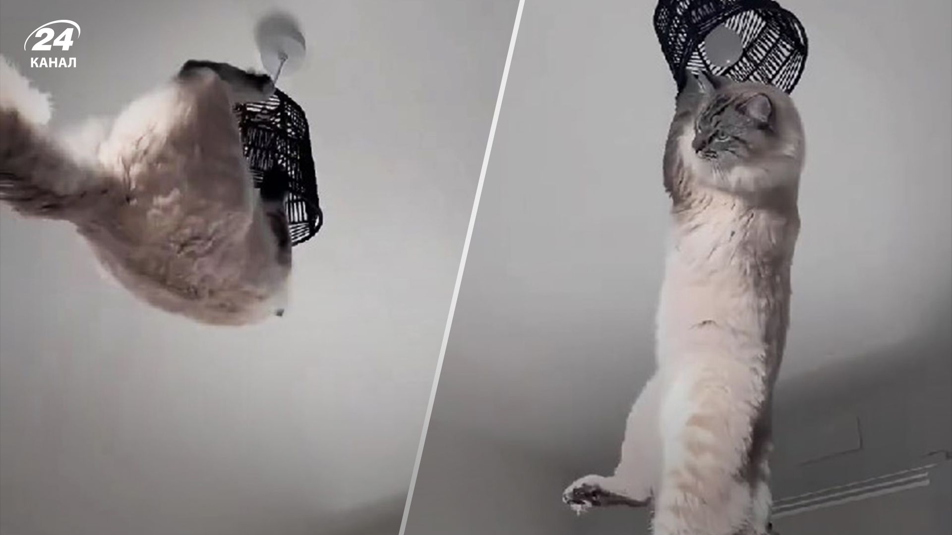 Кіт мейн-кун повис на люстрі – його власниця оприлюднила цікаве відео