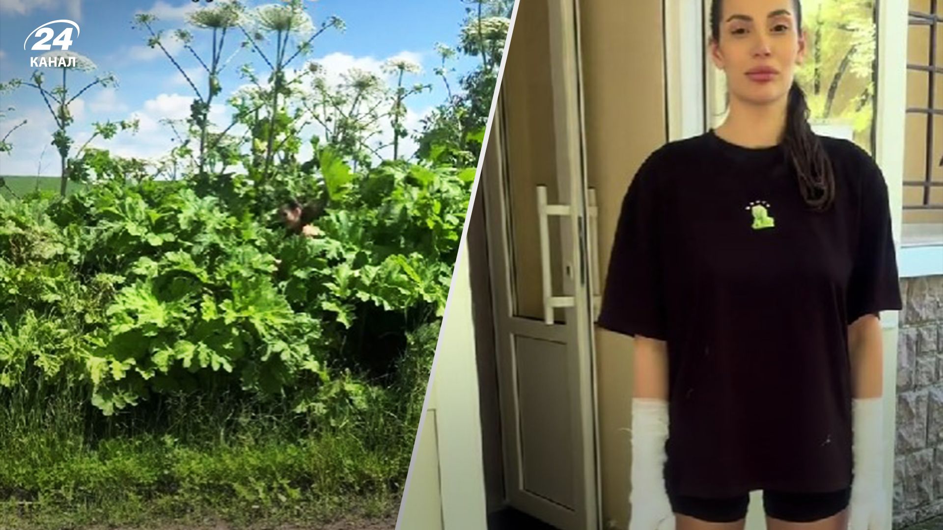 В сети появился опасный тренд – люди срывают борщевик В сети появился опасный тренд – люди срывают борщевик