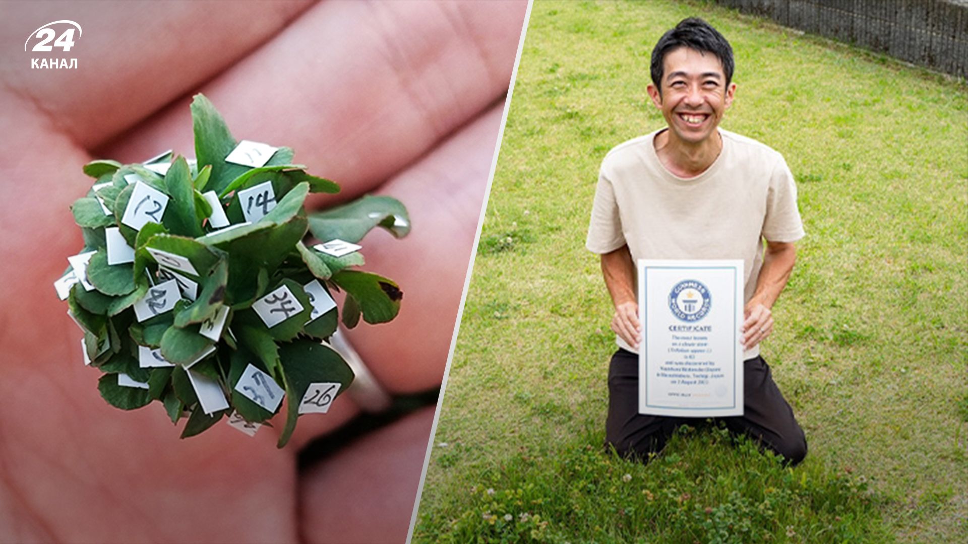 Японец установил мировой рекорд, вырастив "самый пушистый клевер