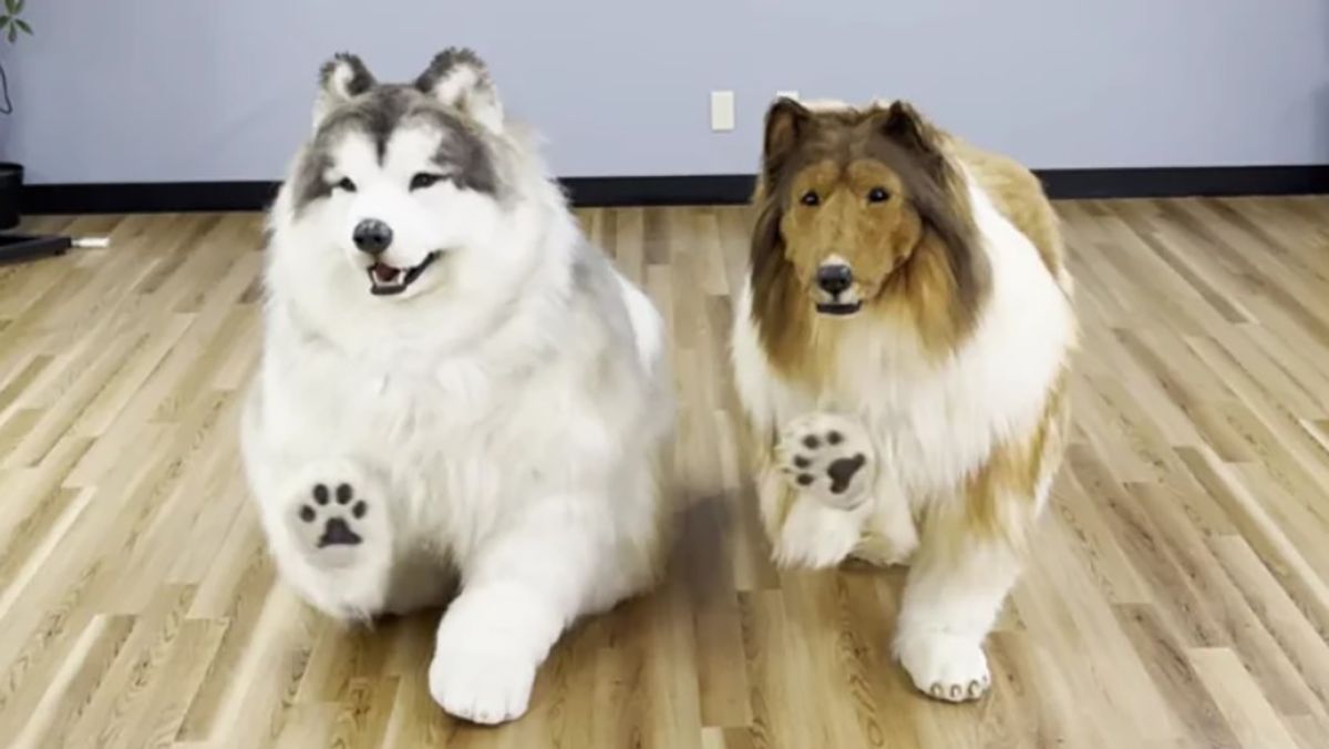 Чоловік перетворився на собаку і знайшов друга з такими ж інтересами Чоловік перетворився на собаку і знайшов друга з такими ж інтересами