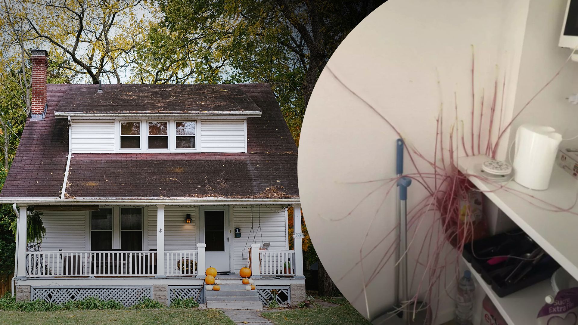 Жінка поскаржилася, що її картопля перетворилася на мутанта Жінка поскаржилася, що її картопля перетворилася на мутанта