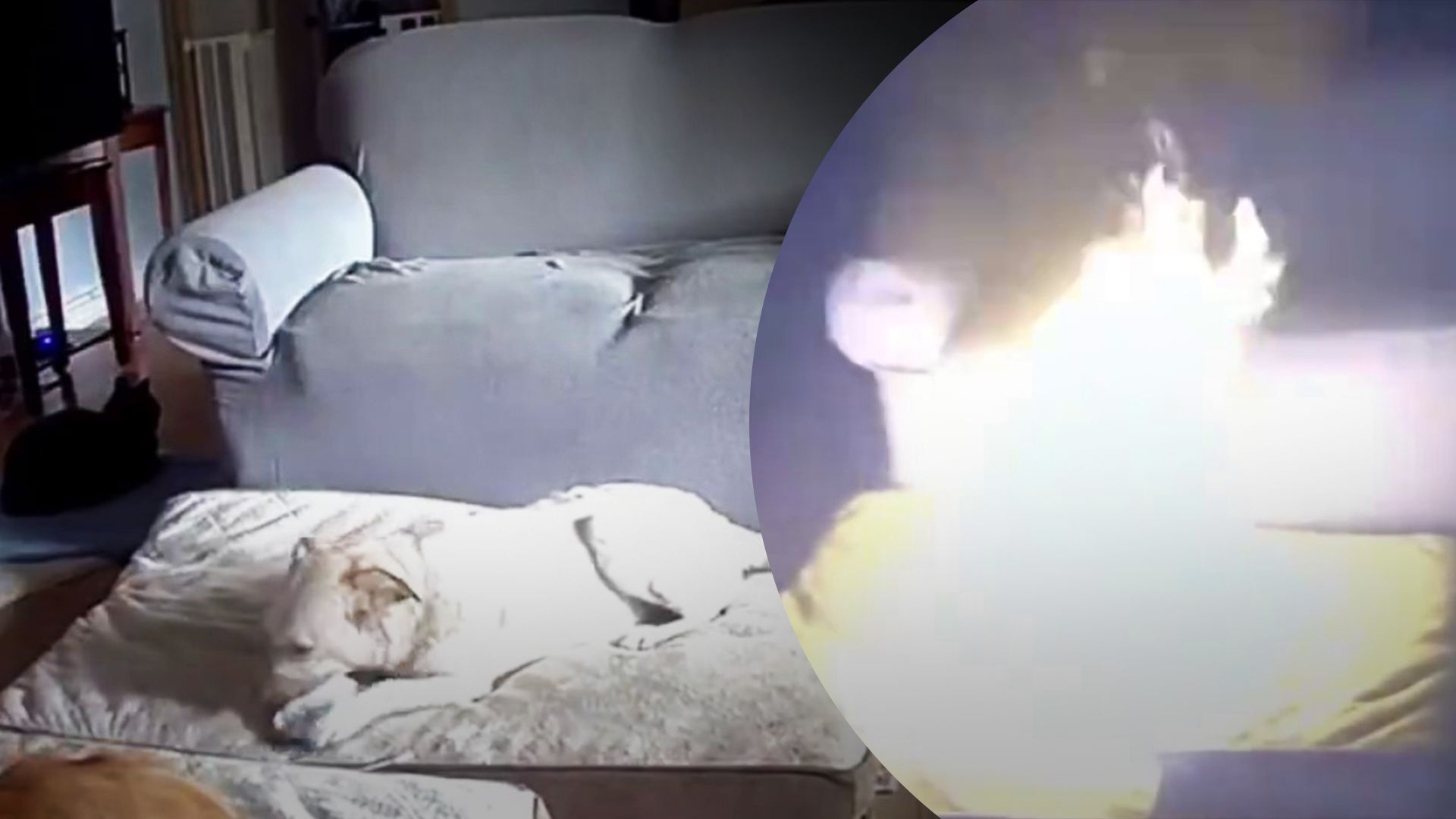 Собака спричинила пожежу, гризши павербанк Собака спричинила пожежу, гризши павербанк