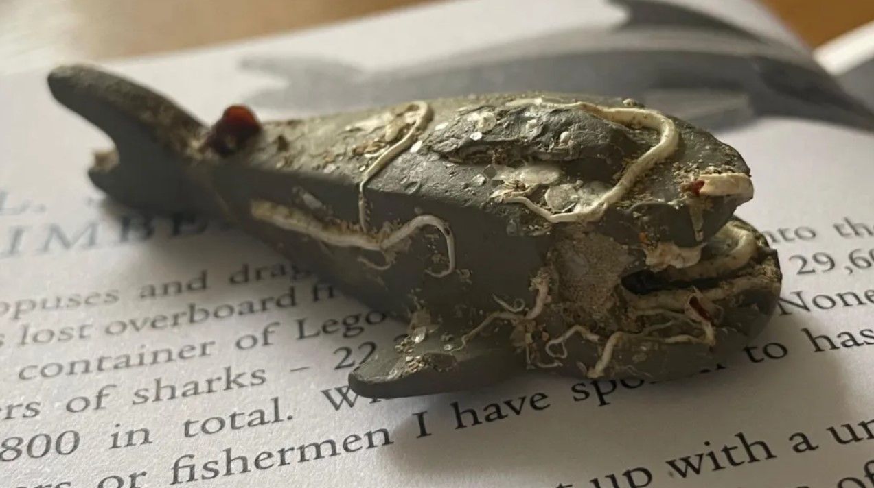 Мужчина нашел редкую акулу-лего, потерянную 27 лет назад Мужчина нашел редкую акулу-лего, потерянную 27 лет назад