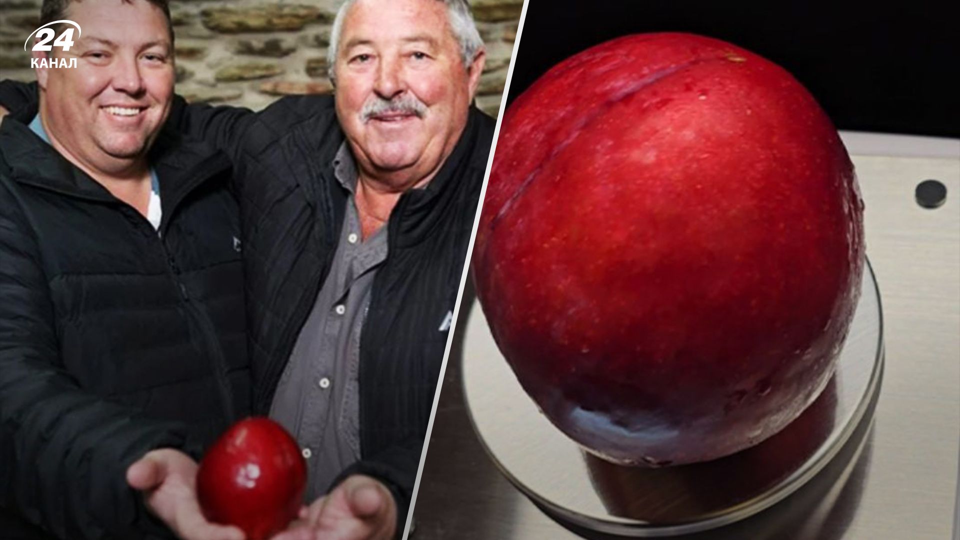 Самая тяжелая в мире слива попала в Книгу рекордов Гиннеса Самая тяжелая в мире слива попала в Книгу рекордов Гиннеса