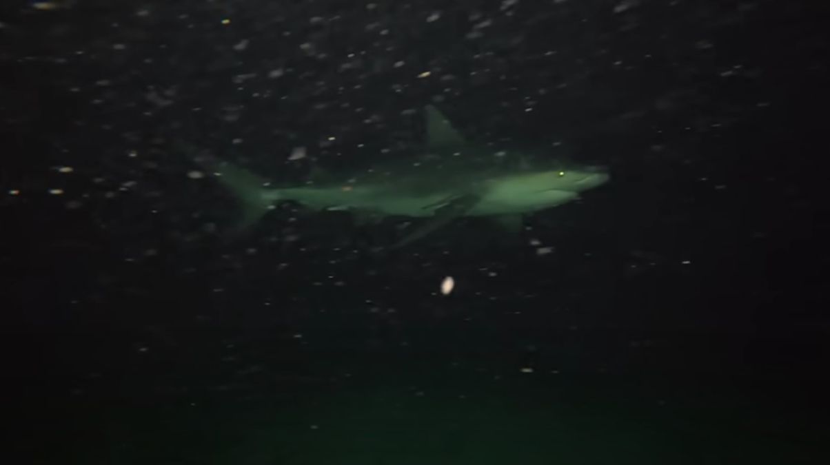 Фотограф бросил за борт камеру GoPro - что ему удалось снять Фотограф бросил за борт камеру GoPro - что ему удалось снять