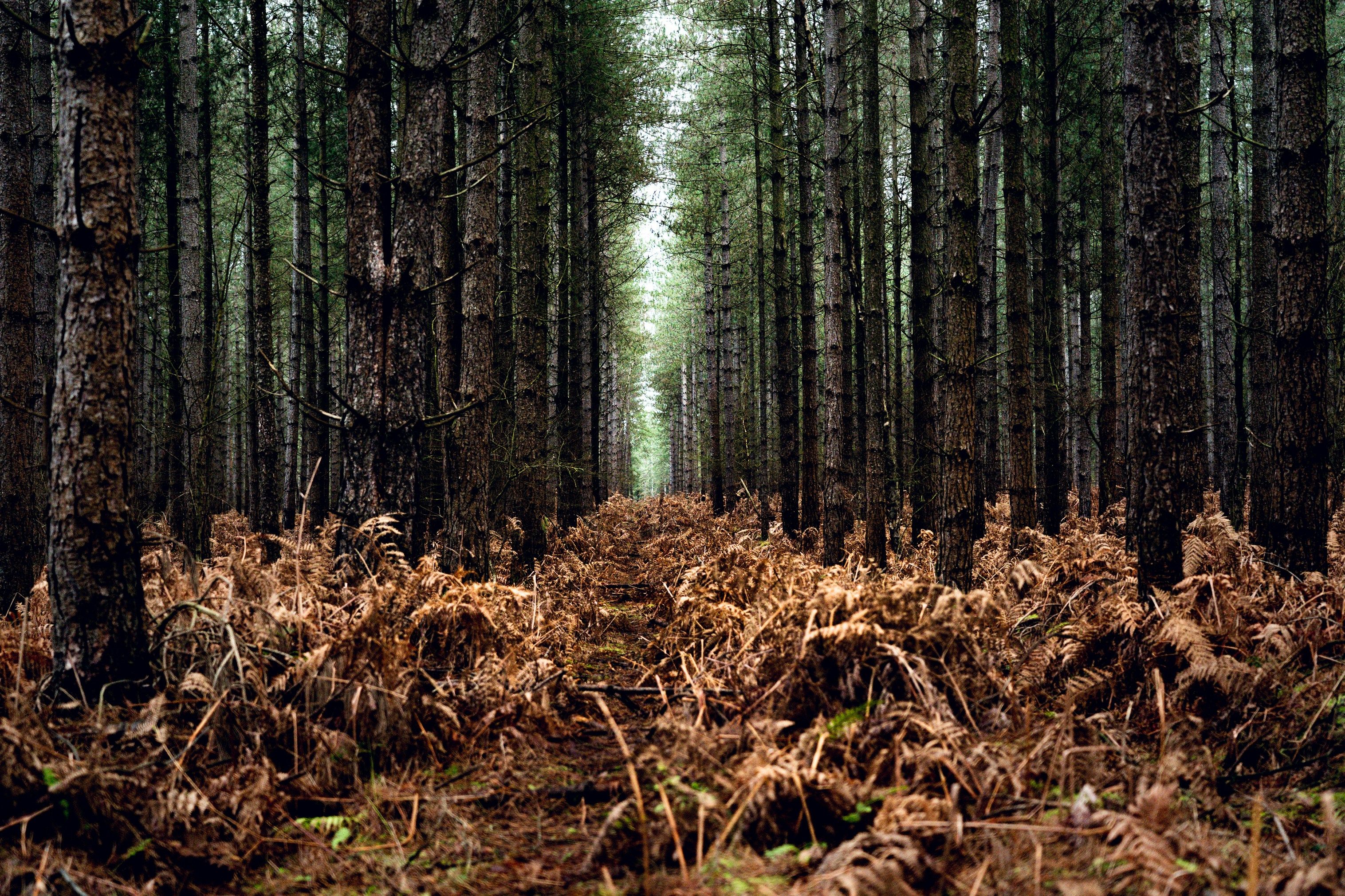 Женщина случайно нашла мандалу из шишек в лесу Женщина случайно нашла мандалу из шишек в лесу