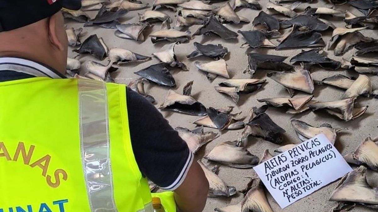 В Перу нашли 1,3 тонны акульих плавников В Перу нашли 1,3 тонны акульих плавников