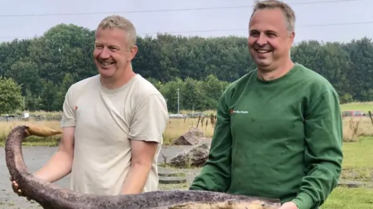 На пляж острова в Дании выбросило половой орган кита На пляж острова в Дании выбросило половой орган кита