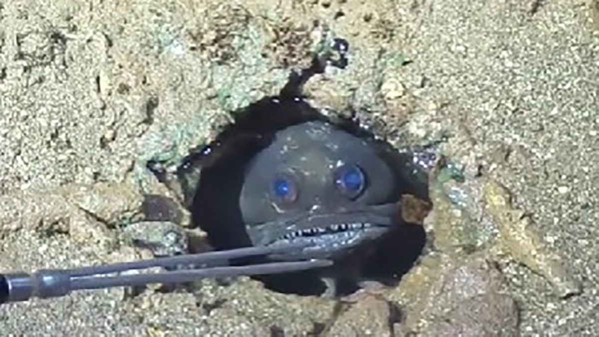 Австралиец показал жуткую рыбу, которая живет на дне водоема Австралиец показал жуткую рыбу, которая живет на дне водоема