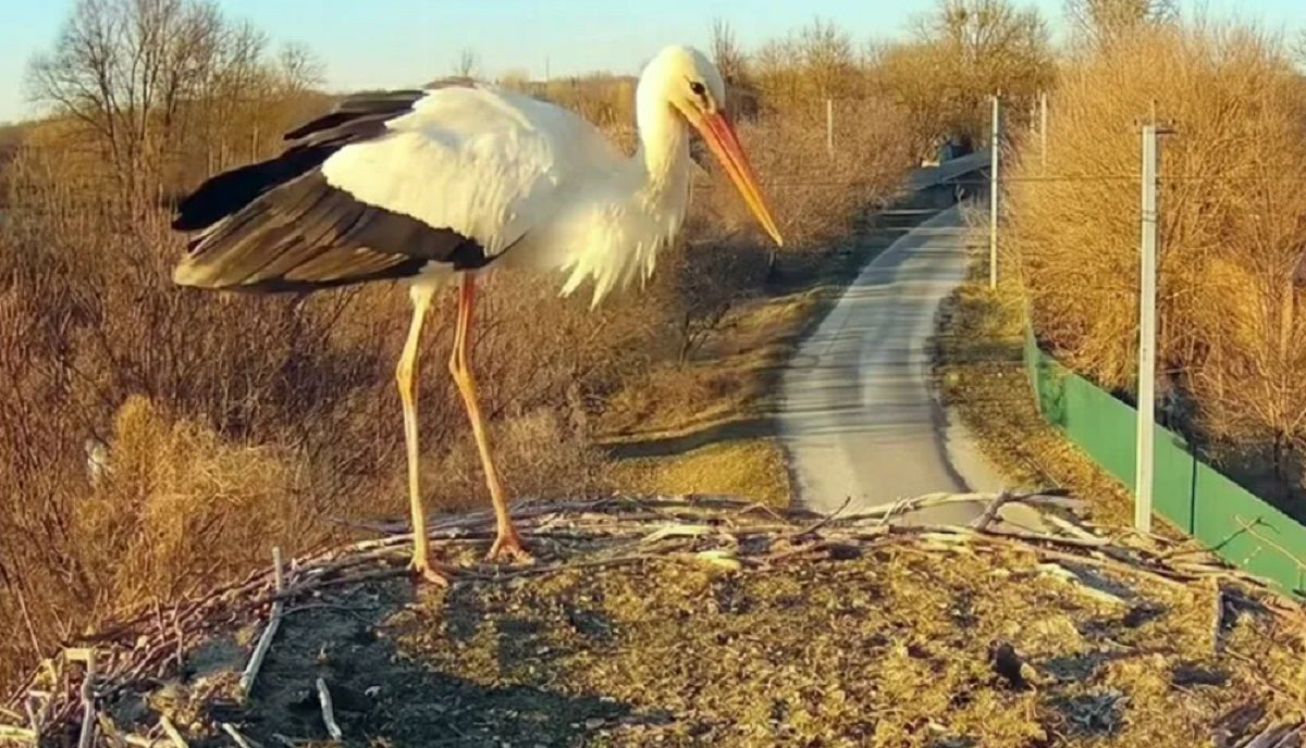 Аист в гнезде Грицько и Одарки