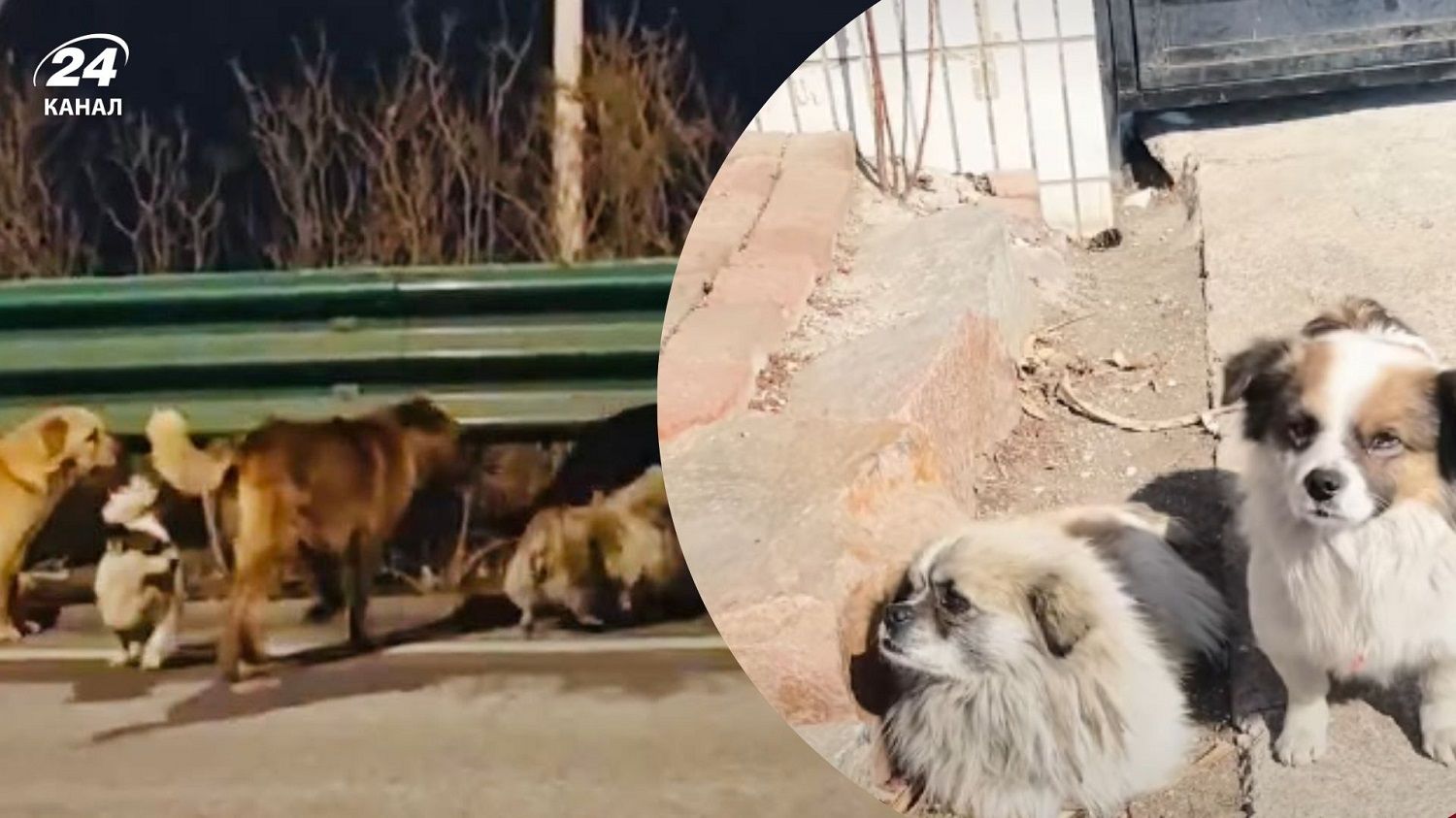 Викрадені собаки самотужки повернулися додому Викрадені собаки самотужки повернулися додому