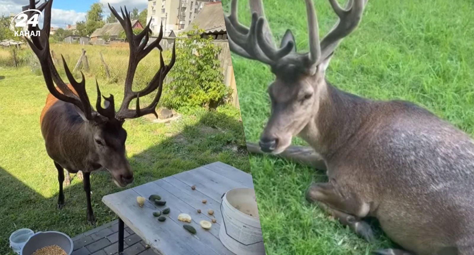 Олень Борис з Зарічного Олень Борис з Зарічного