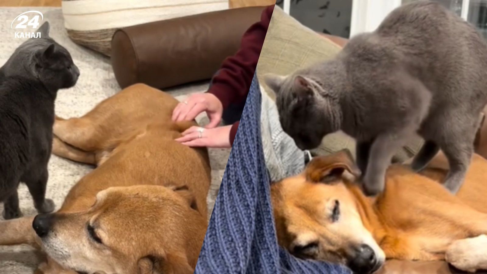 Кот стал делать массаж больному другу