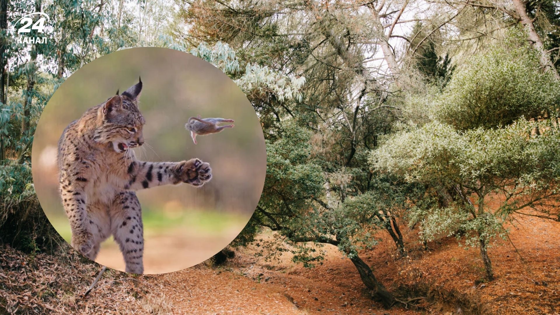 Рись з гризуном потрапила на фото Рись з гризуном потрапила на фото