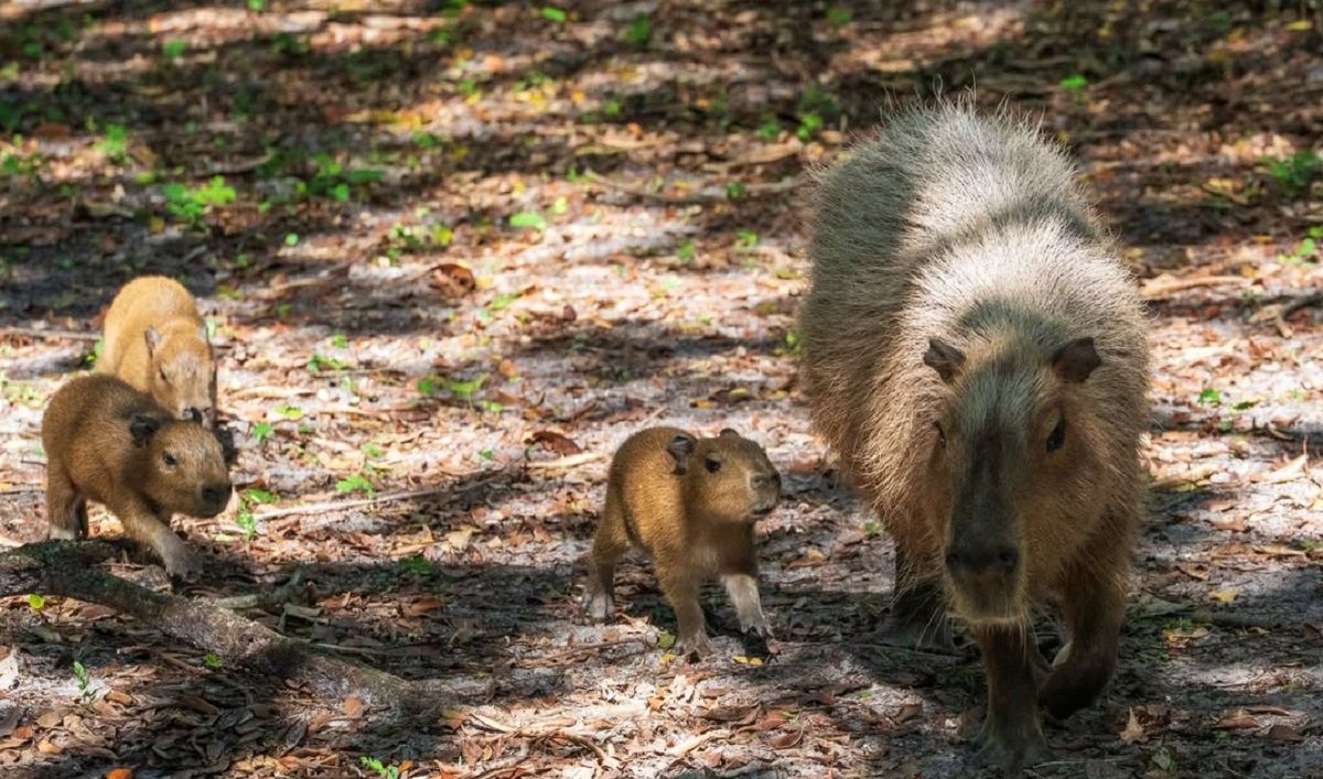 Тройня капибар родилась в американском зоопарке Тройня капибар родилась в американском зоопарке