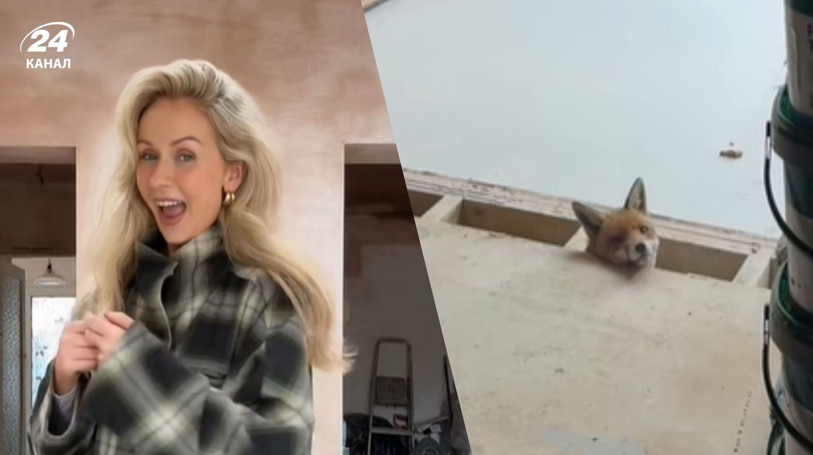 Британка знайшла у підлозі будинку лисицю 