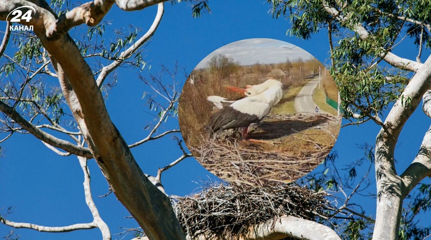 Новая птица заняла гнездо Грицько и Одарки