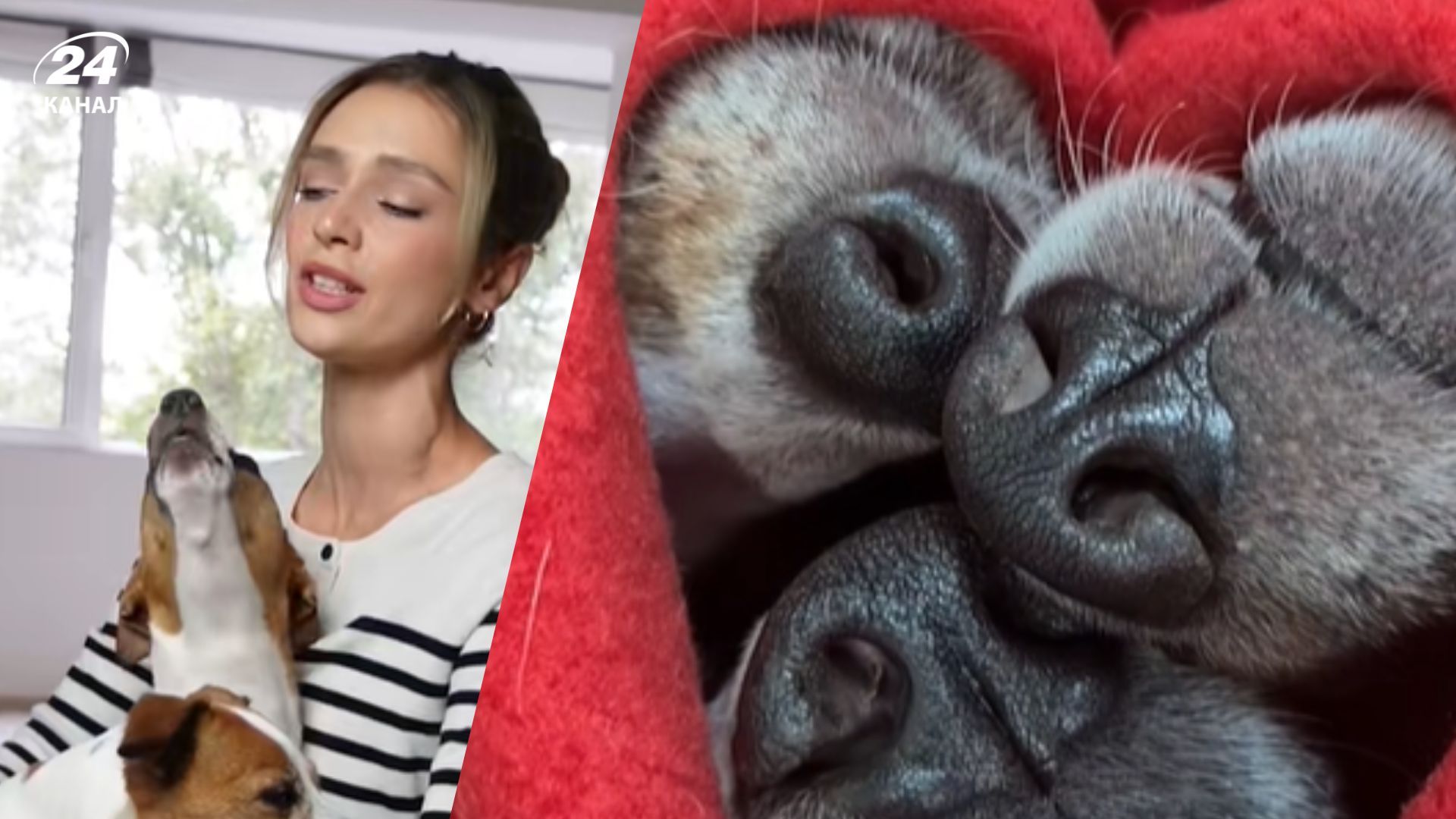  Джек-рассел-тер'єри співають українські хіти