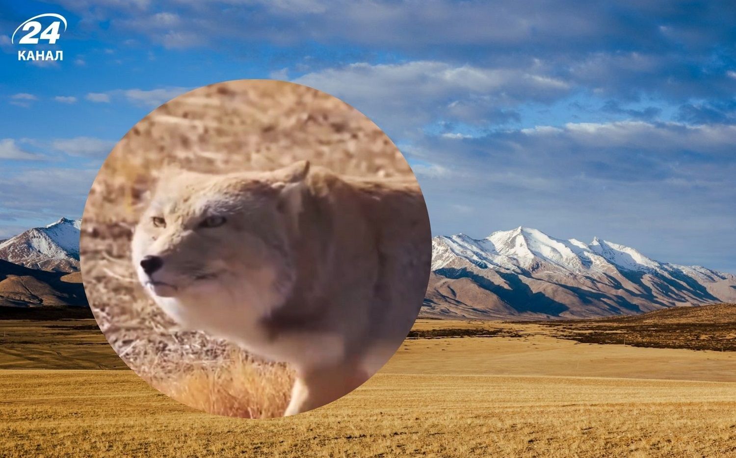 Threads заполонила тибетская лисица Threads заполонила тибетская лисица