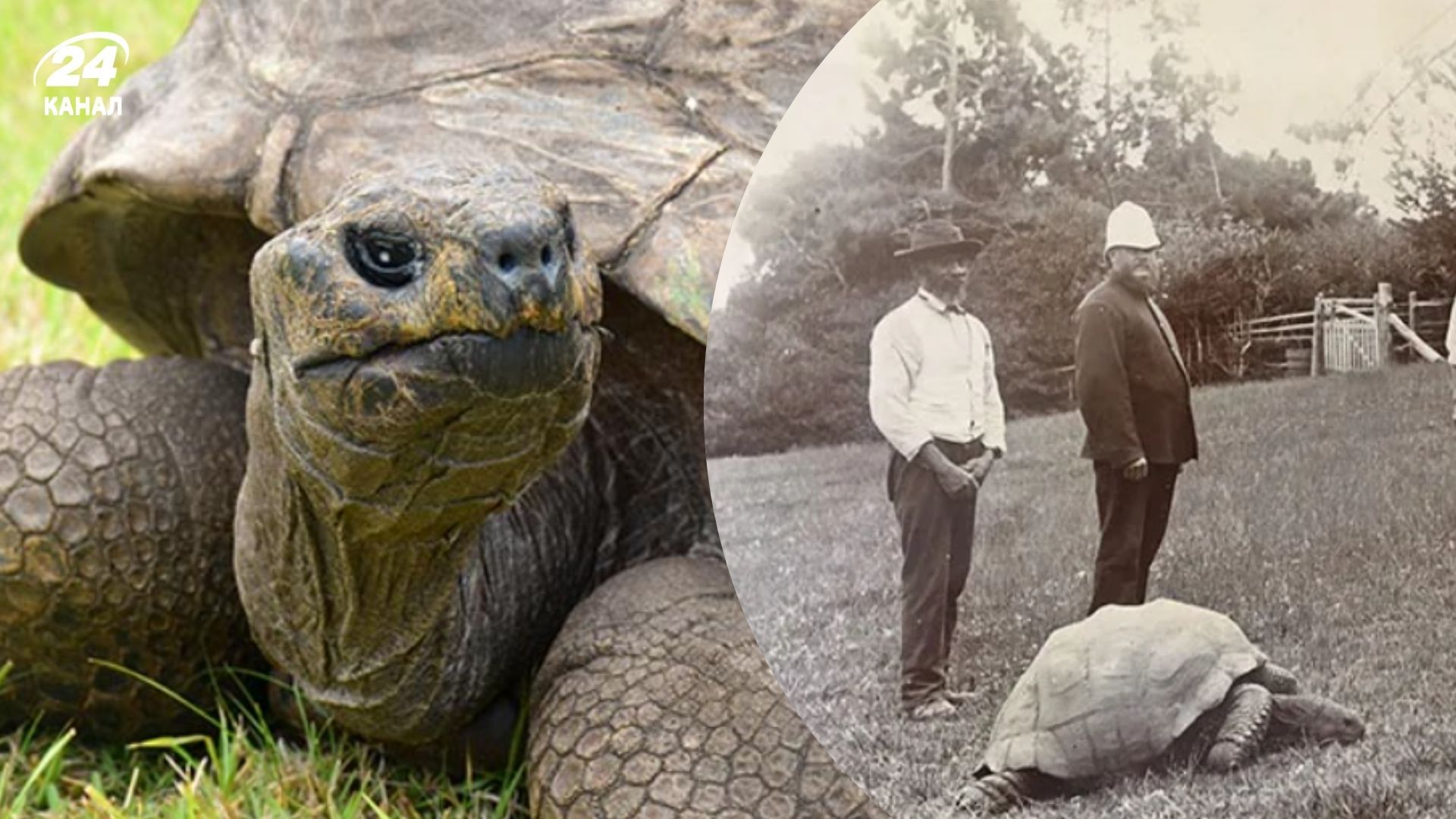 193-річна черепаха Джонатан все ще живий