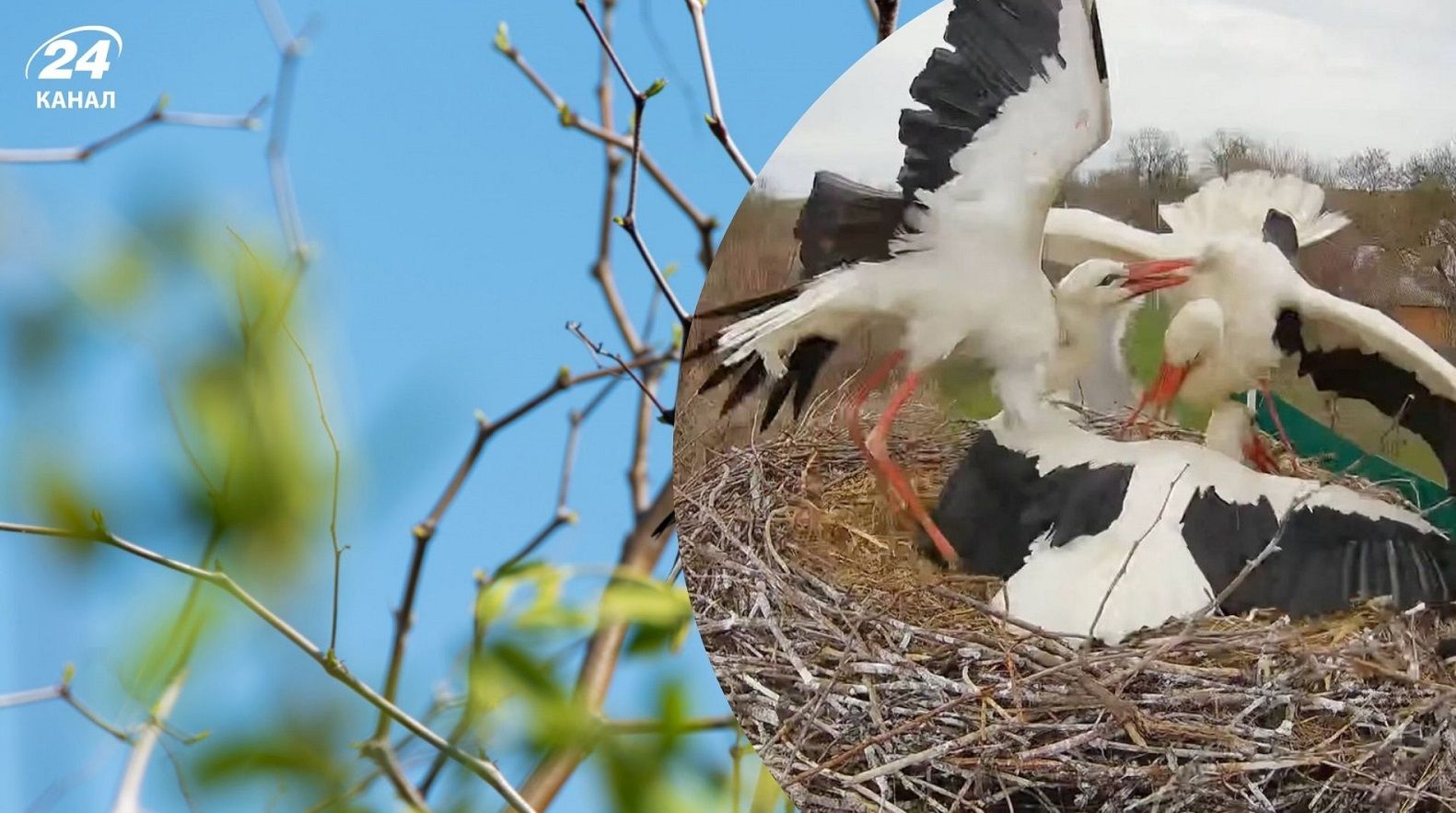 Аист Грицько вернулся в свое гнездо и устроил драку