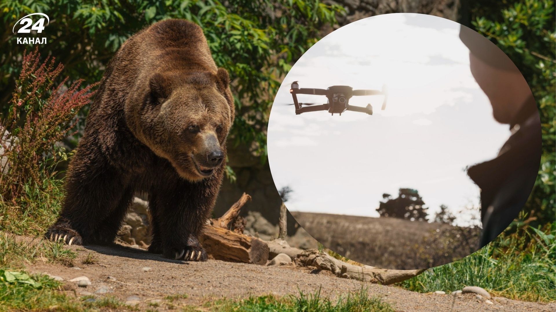 Дрон завадив відпочинку ведмедя
